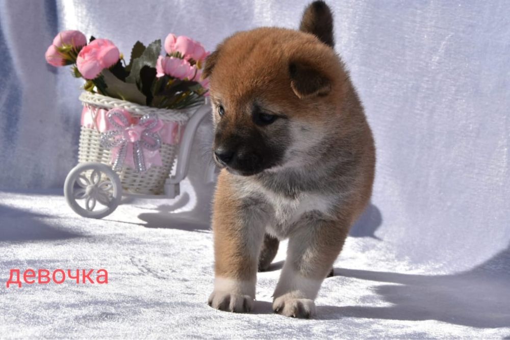 Японские сибочки