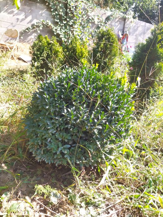 Самшит вечнозеленый