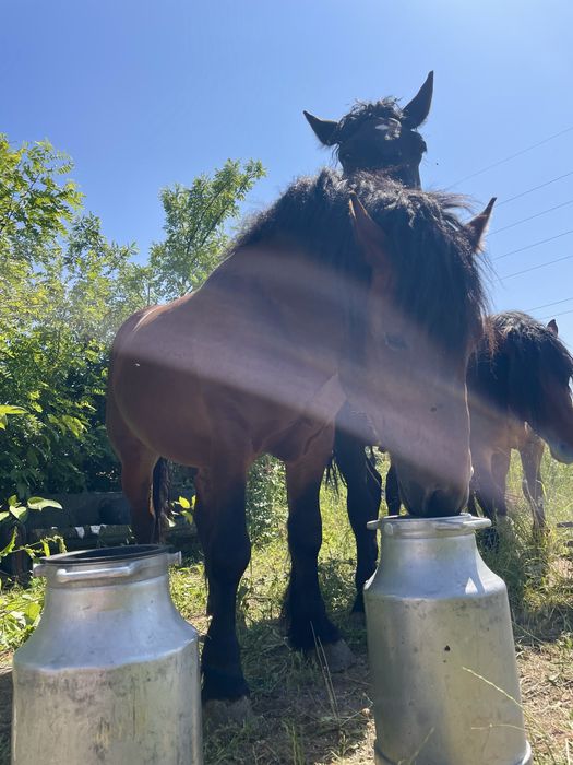 Vând mânzi de 2 ani sau schimb pe vaci sau oi
