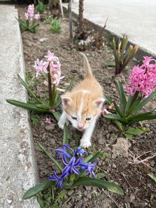 pui de pisica,4 saptamani