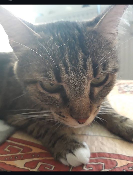 URGENT, Pisică adultă, 8 ani, sterilizată (Craiova)