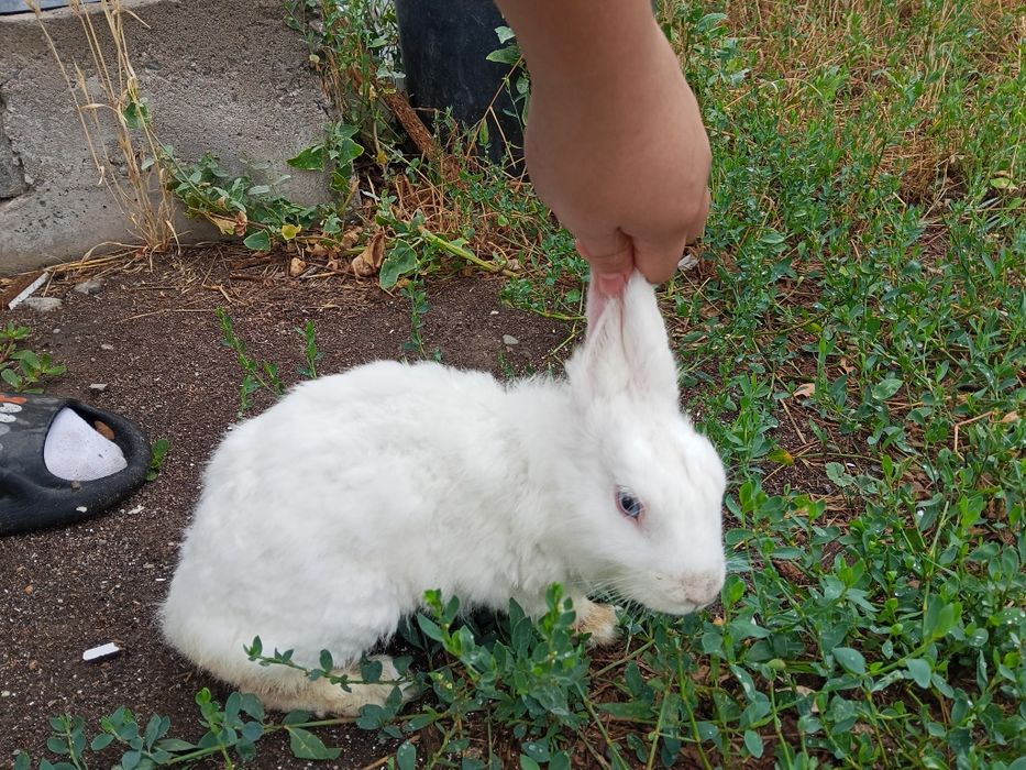 Кролик пара продам