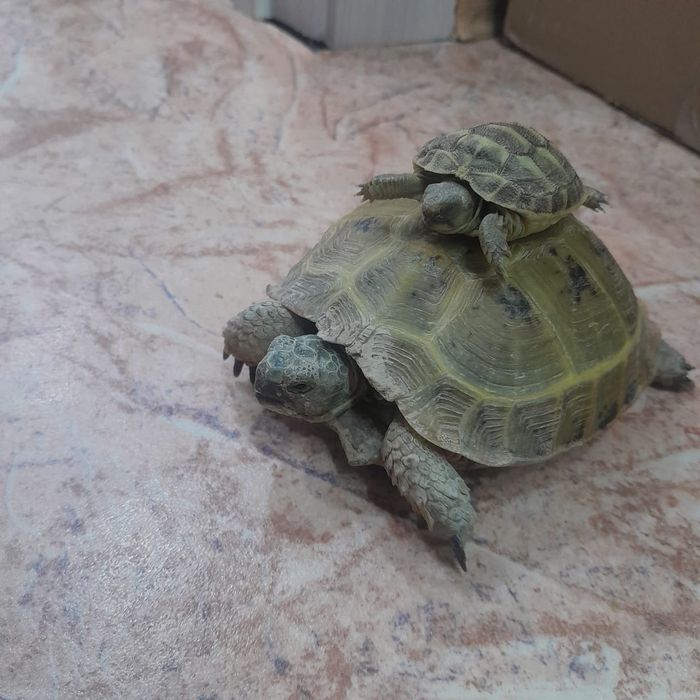 Продам черепах..