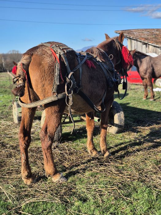 Vând sau schimb iapade 10ani si cârlană de 1 an si 7 luni