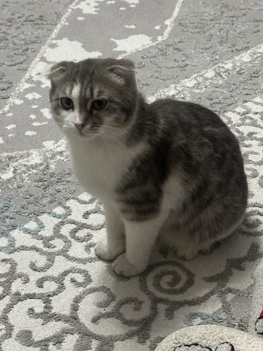 Продам котят вислоухие