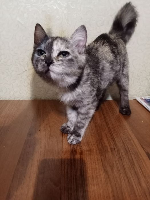 Отдам котенка, ей 4месяца