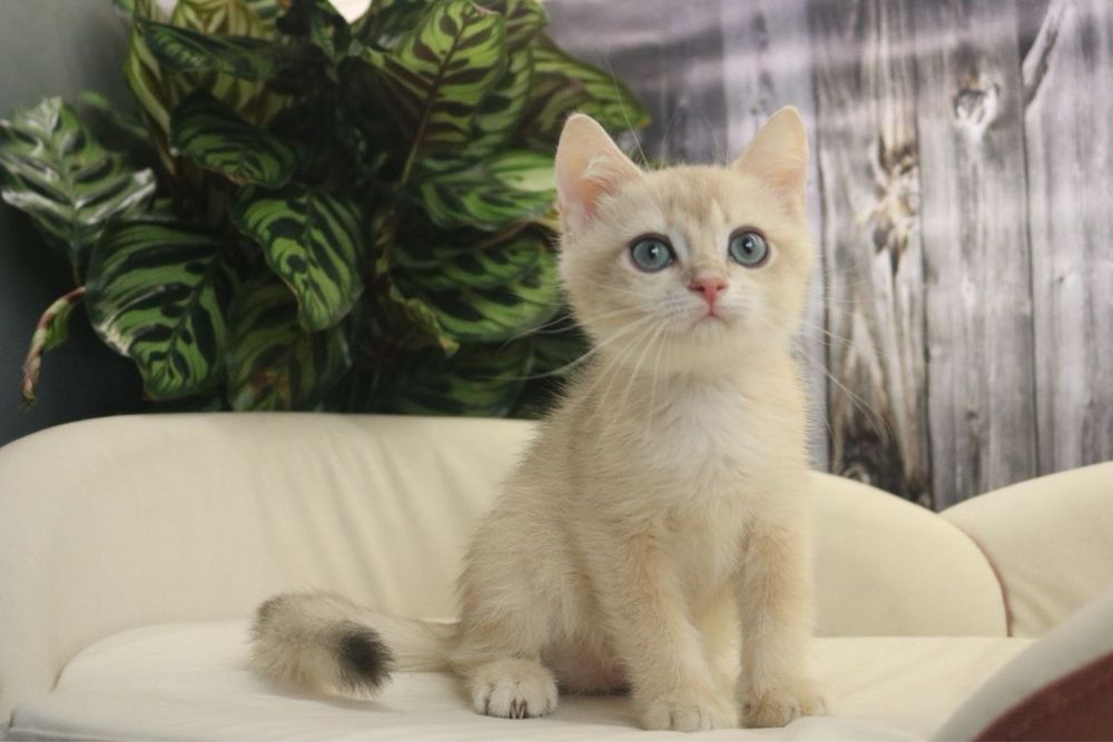 Британские мальчики