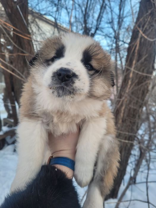 Срочно мальчики ищят дом