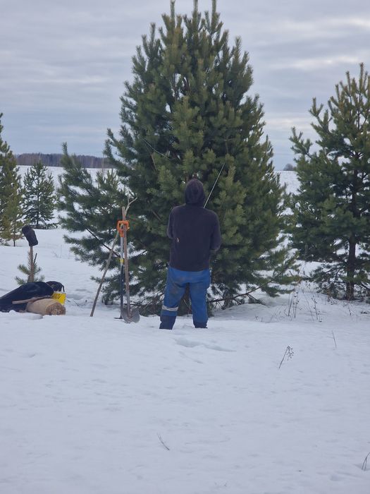 Газон ель саженцы