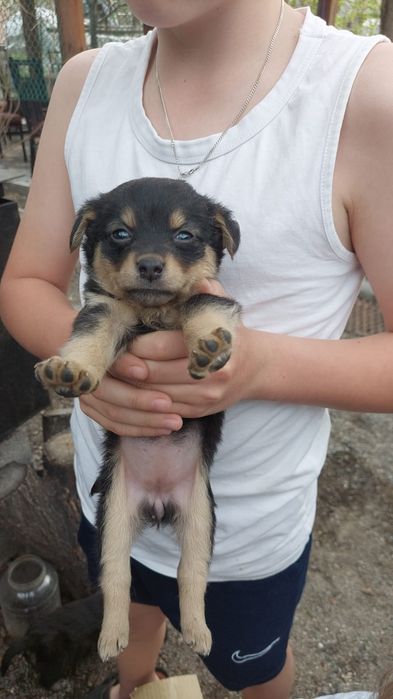 Щенки бесплатно отдам