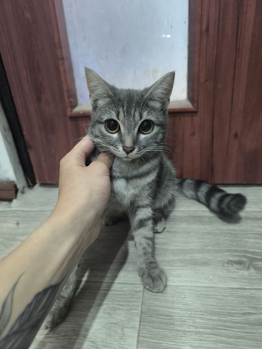 Пропавшая кошка!!!