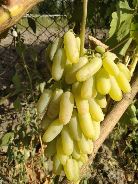 Uzum ko'chatlarining barcha navlari sotiladi narxi 3000 so'mdan 12000