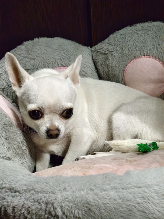 Ищем кабеля  породы чихуахуа