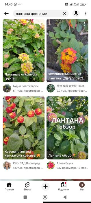 Лантана на фитиле