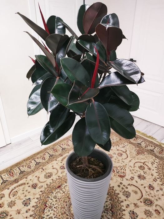 Комнатные цветы, доставка