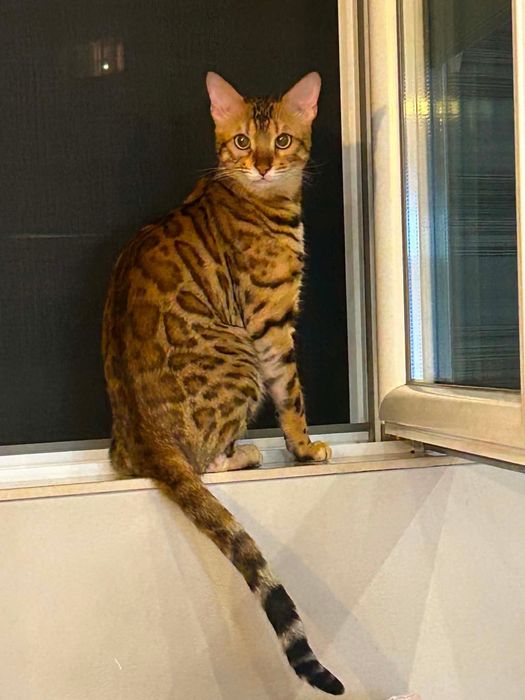 Продавам 2 Бенгалски котки две момченца
