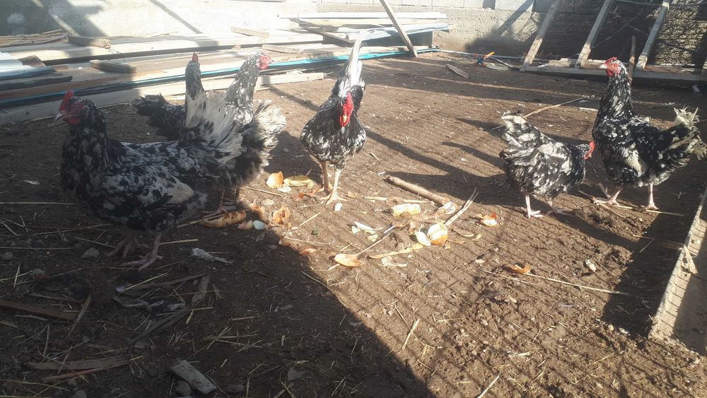 Астролорп темно-пестрый (долматинец) семейка