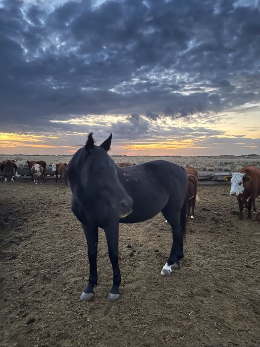 Араб полукровка айгыр