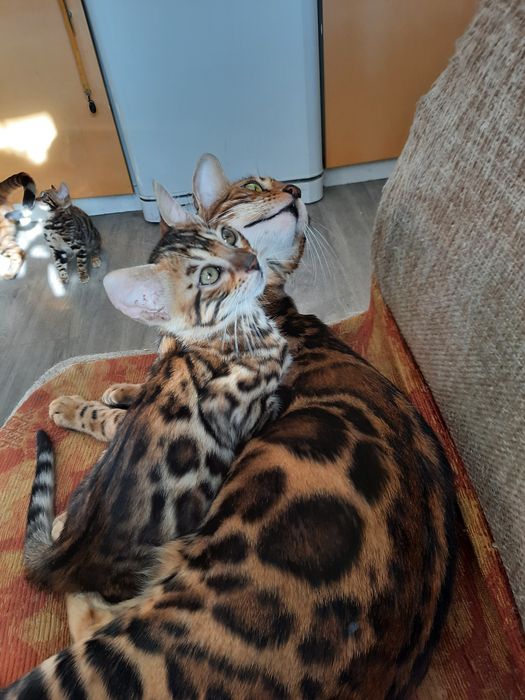 Продам бенгальского котенка. Девочка и мальчик.
