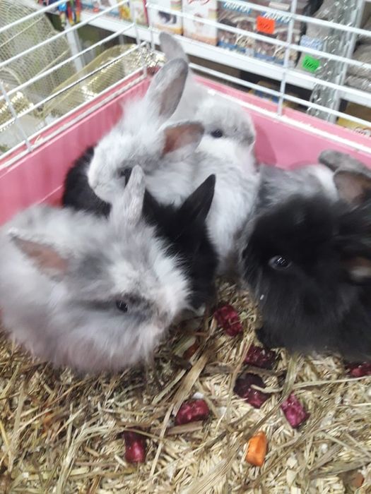 Кролики декоративные