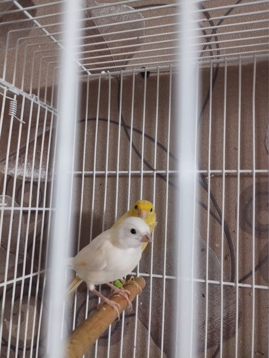 Продаются канарейки