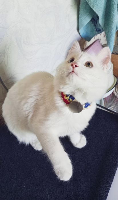 Котёнок белая кошечка