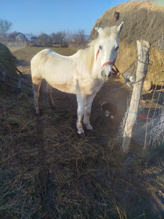 Vând sau schimb epușoara cuminte pentru un om mai în varsta