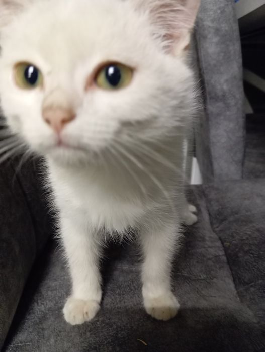 Отдам котиков в добрые руки