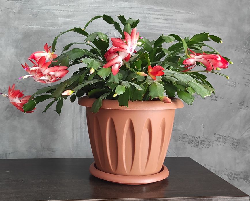 Продам комнатные растения!