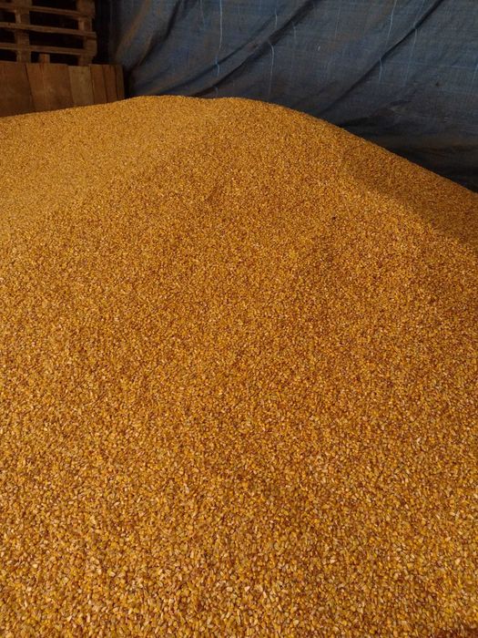 Vând porumb uscat, cantități mici și mari