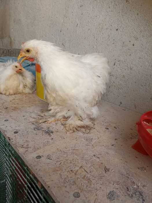 Vînd găinușe Cochin pitic alb la 75 lei bucata .