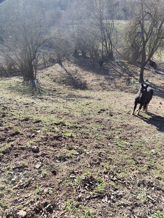 Продава се Парцел в с. Бачево, Област Благоевград - 700 кв.м за 22 €/кв.м - Снимка #2