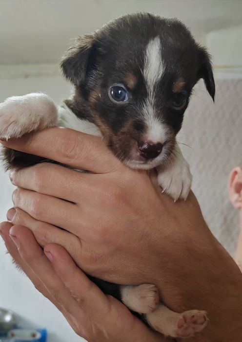 Отдам  даром в добрые руки