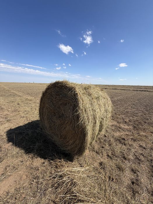 Сено, плотный, хороший.