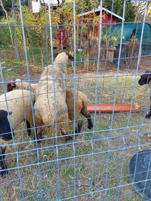 Vând 2 berbecii de 10luni rasa suffolk