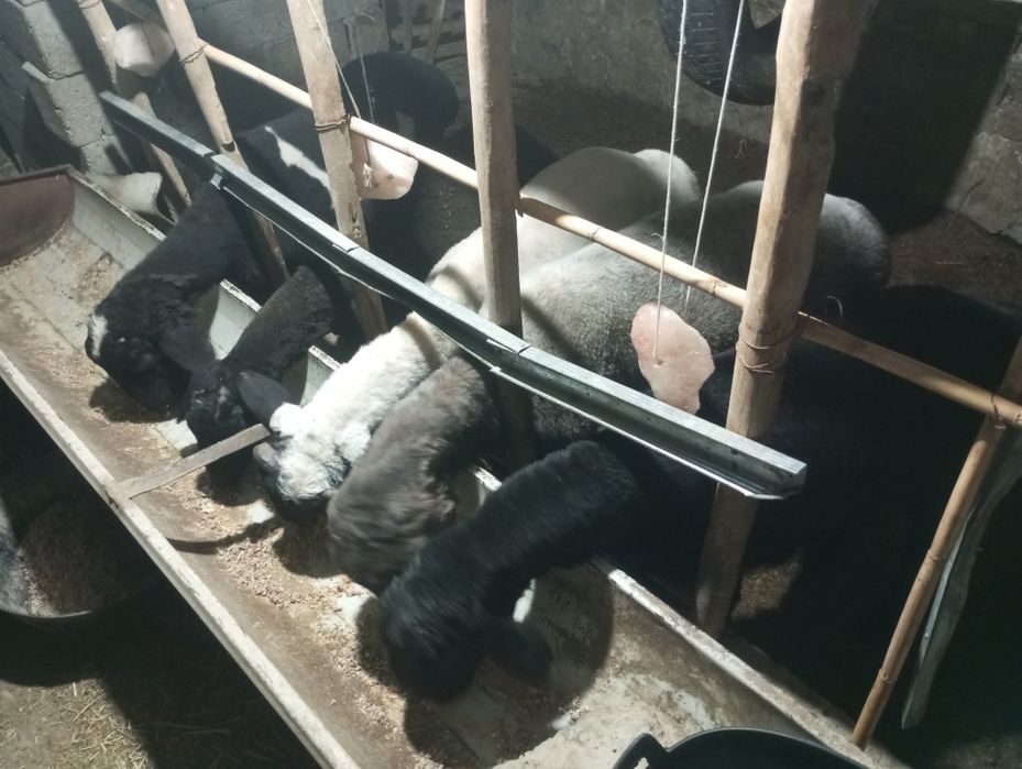 Кучкорла сотилади