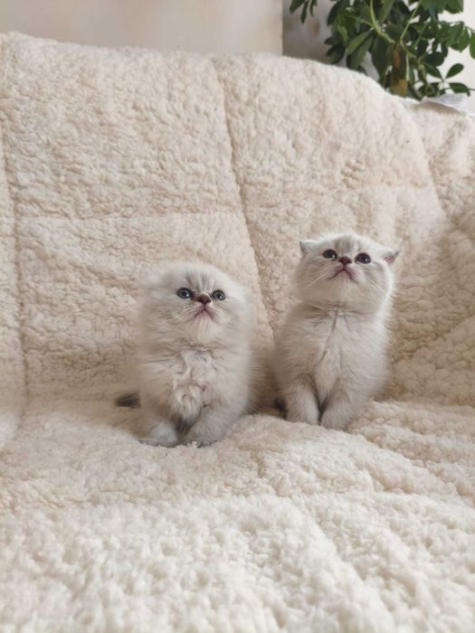 Британски късокосместа и шотлански клепоухи