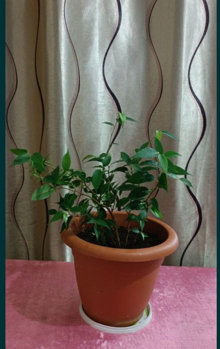 Продам фикус Бенджамина