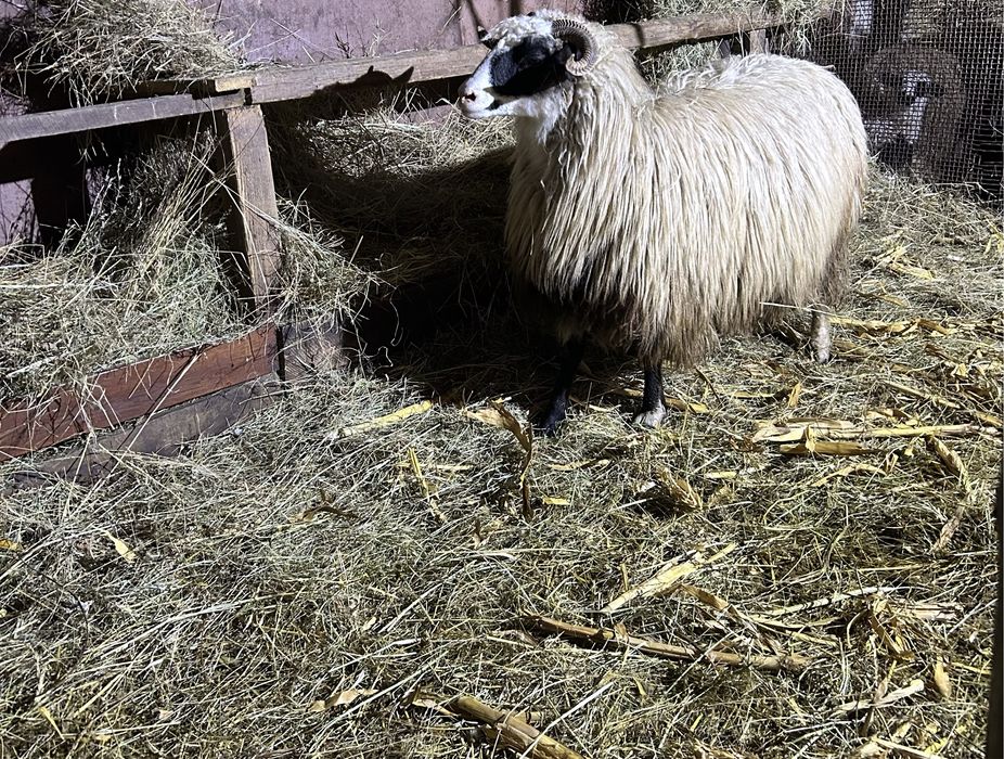 Disponibile oi breze cu miei langa ele