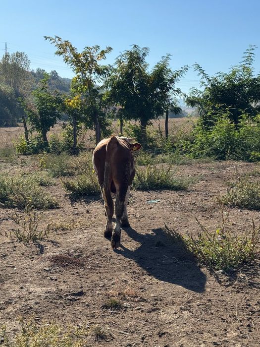 Taur de vânzare.