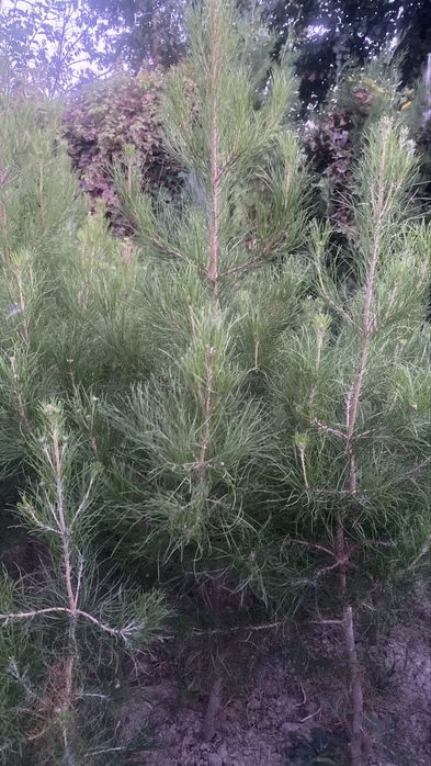 Елка, ел арзан багада