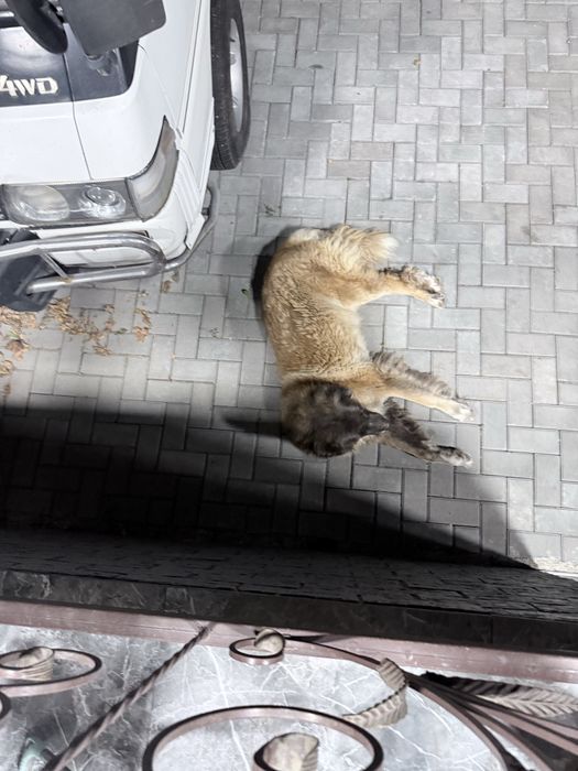 Отдам в добрые руки