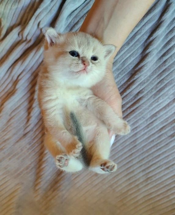 Котята британские шиншиллы