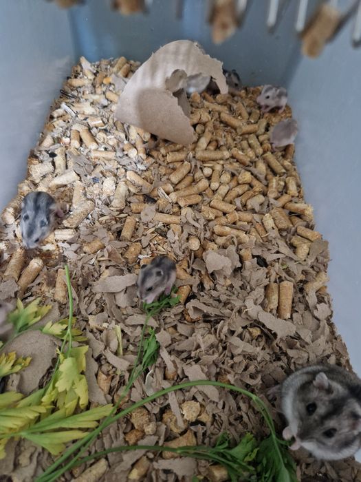 Джунгарики хомячки