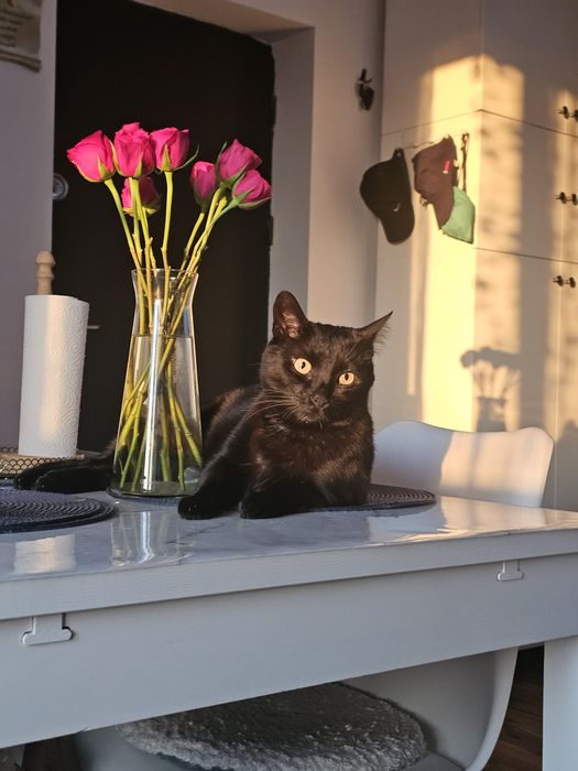 Donez pisica neagra