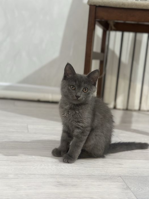 ОТДАМ КОТЕНКА  в добрые руки