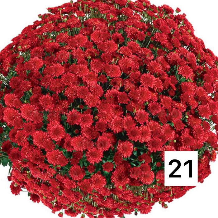 Хризантема мультифлора и крупноголовая