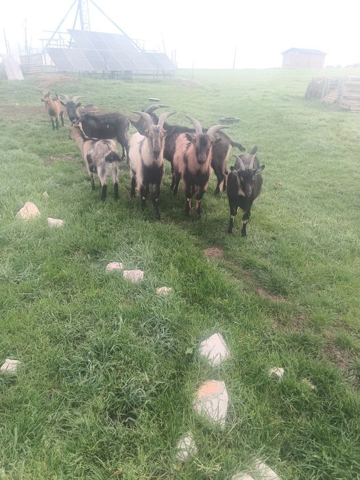 Vând țapi de 16 luni de ținut sau tăiat.