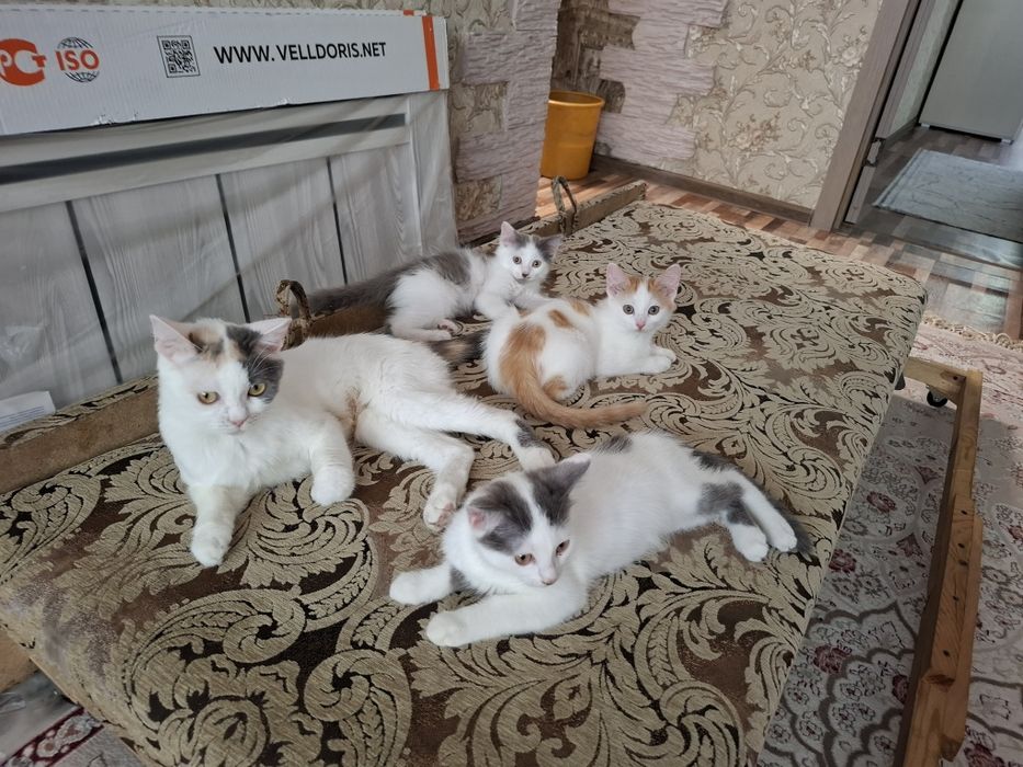Дарю 3 чудных котят
