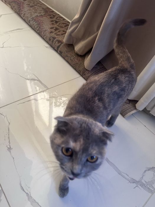 Шотландский кошка